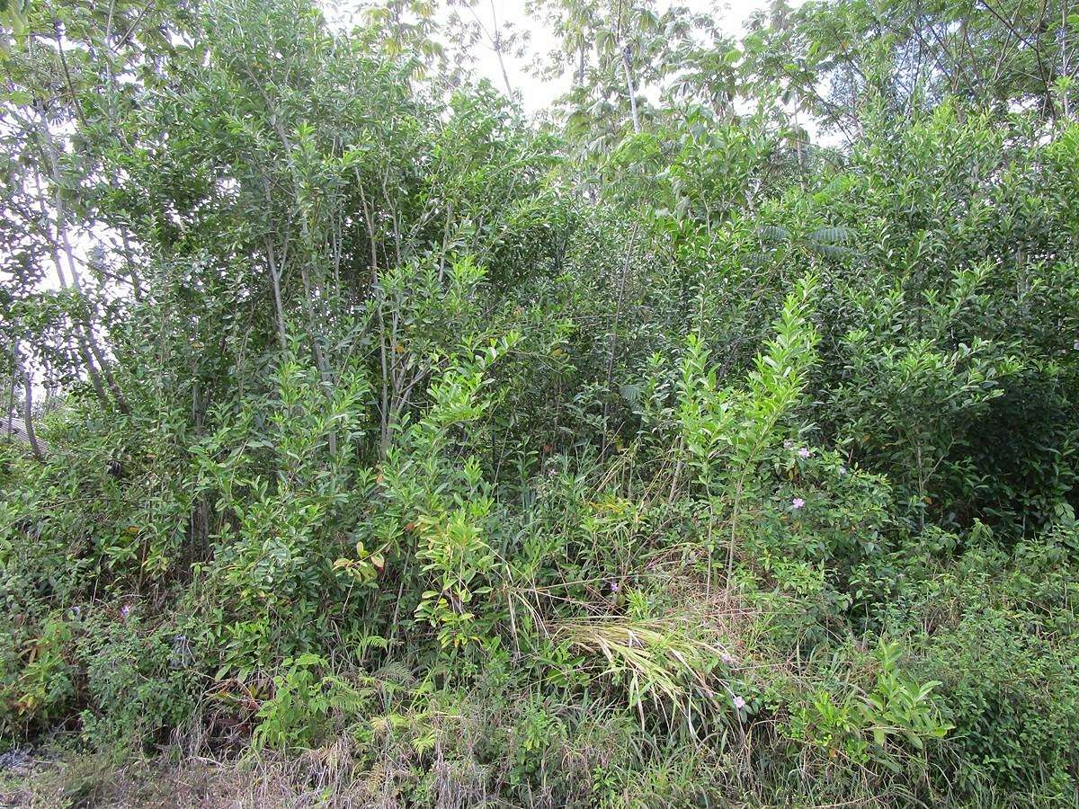0.38 Acres of Residential Land for Sale in Pahoa, Hawaii