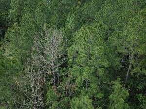 Residential Land for Sale in Bay St. Louis, Mississippi