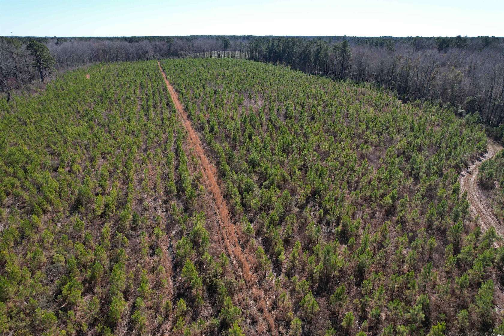 69.6 Acres of Recreational Land for Sale in Greeleyville, South Carolina