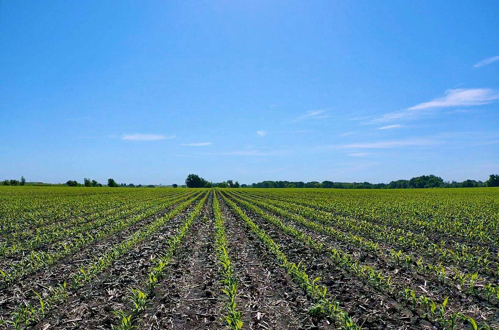 76.38 Acres of Agricultural Land for Sale in Sumner, Iowa