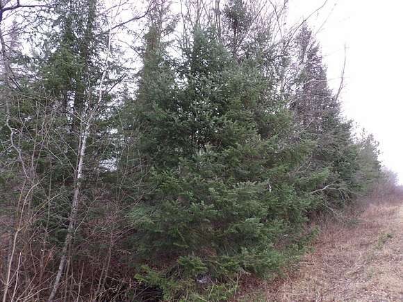 40 Acres of Land for Sale in Winter, Wisconsin