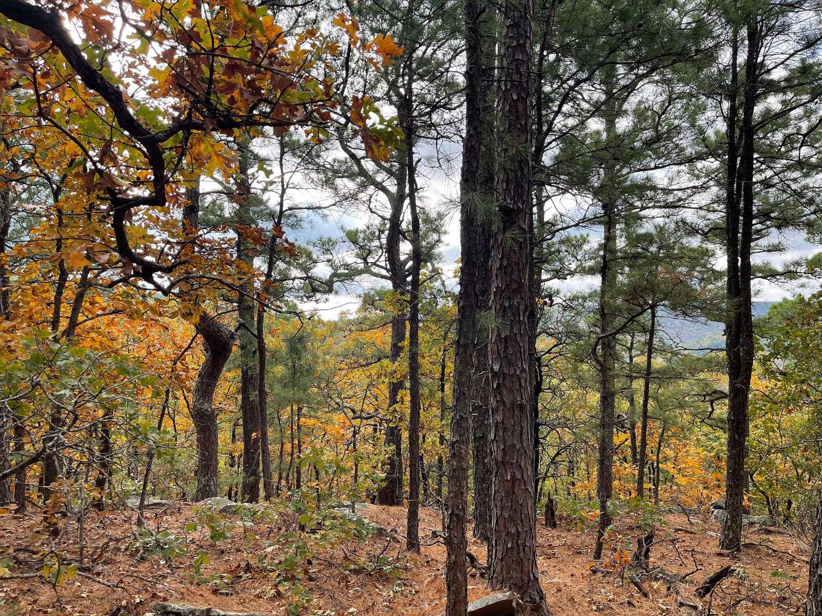 40 Acres of Agricultural Land for Sale in Clayton, Oklahoma