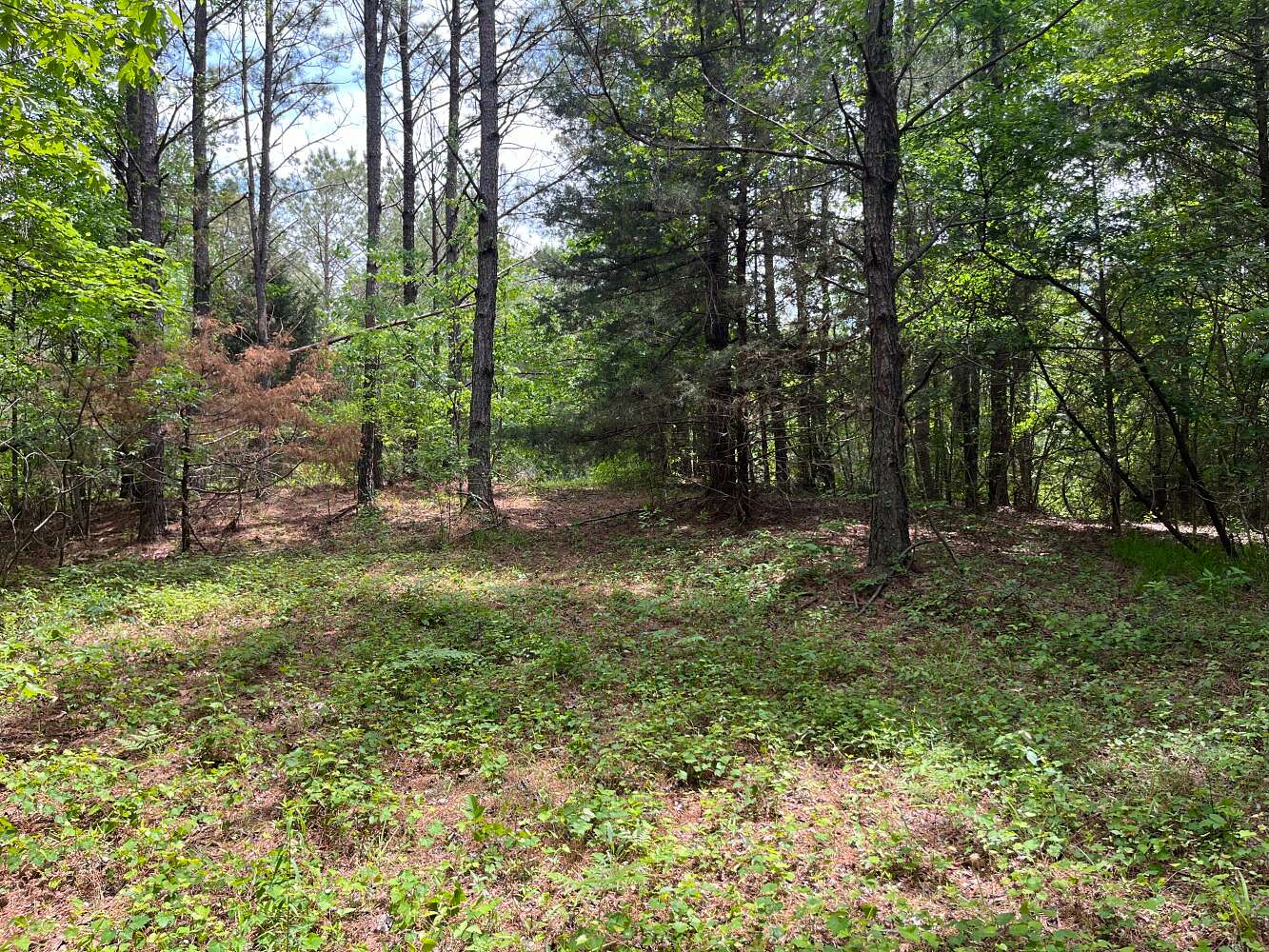 72 Acres of Recreational Land for Sale in Kennedy, Alabama