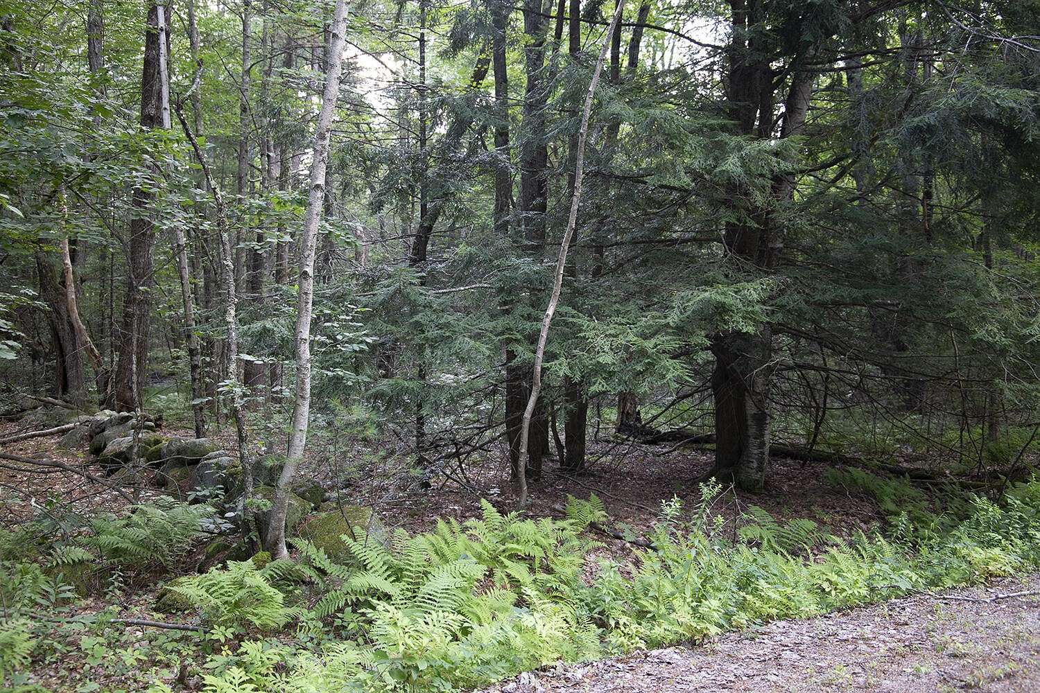 90 Acres of Land for Sale in Baldwin Town, Maine