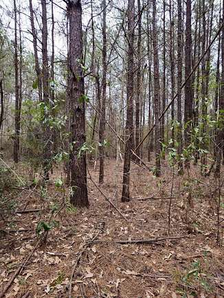 10 Acres of Residential Land for Sale in Buna, Texas