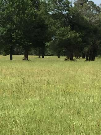 20 Acres of Agricultural Land for Sale in Mexia, Texas