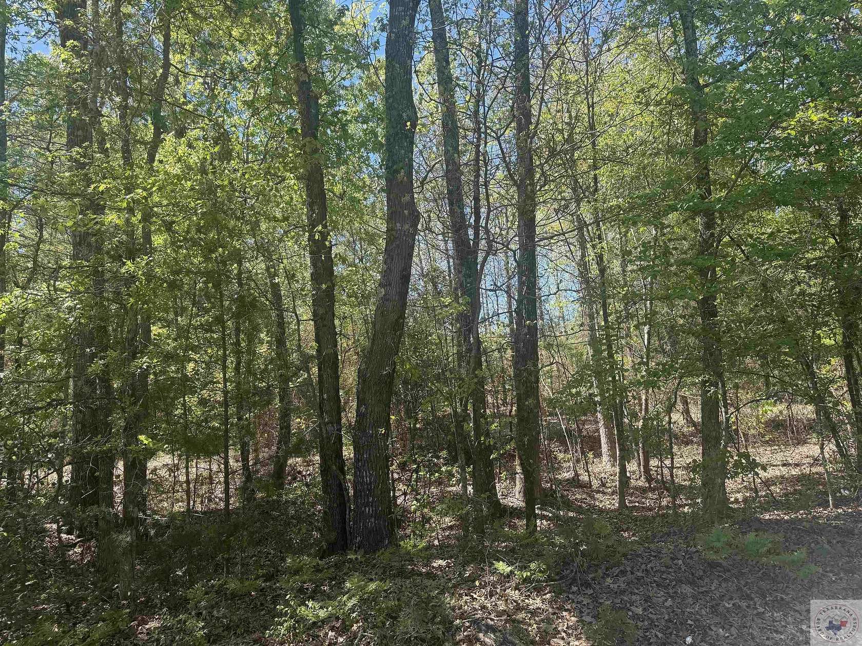 61.2 Acres of Agricultural Land for Sale in Linden, Texas