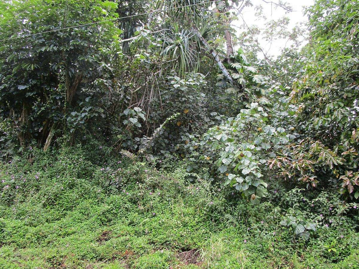 0.3 Acres of Land for Sale in Pahoa, Hawaii
