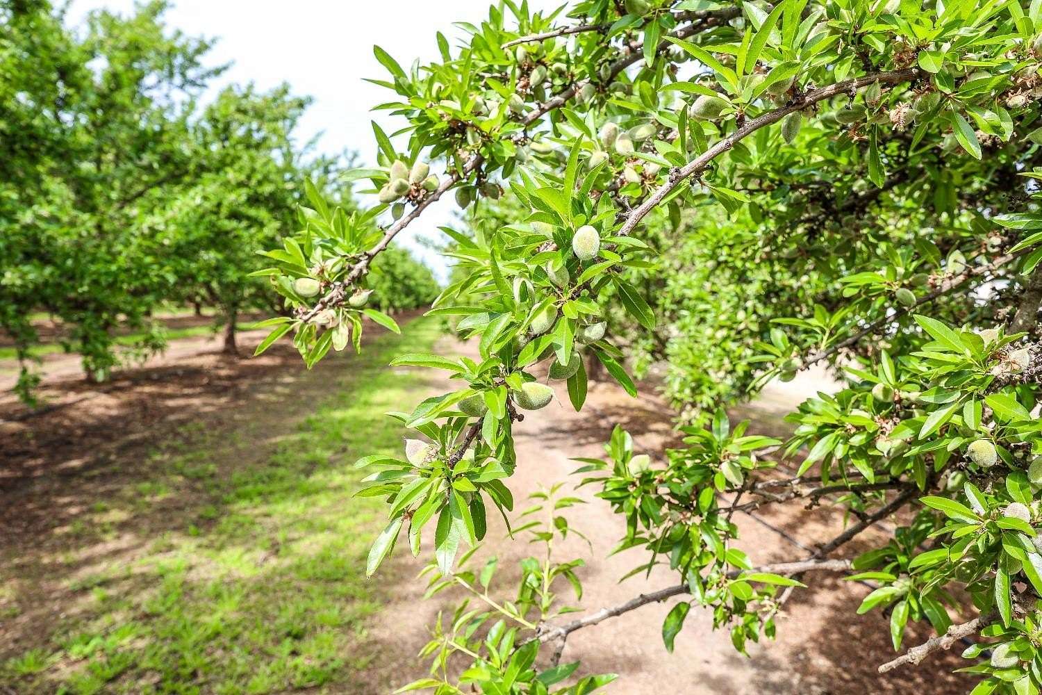 38 Acres of Agricultural Land for Sale in Madera, California