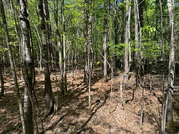 40 Acres of Land for Sale in Springhill, Louisiana
