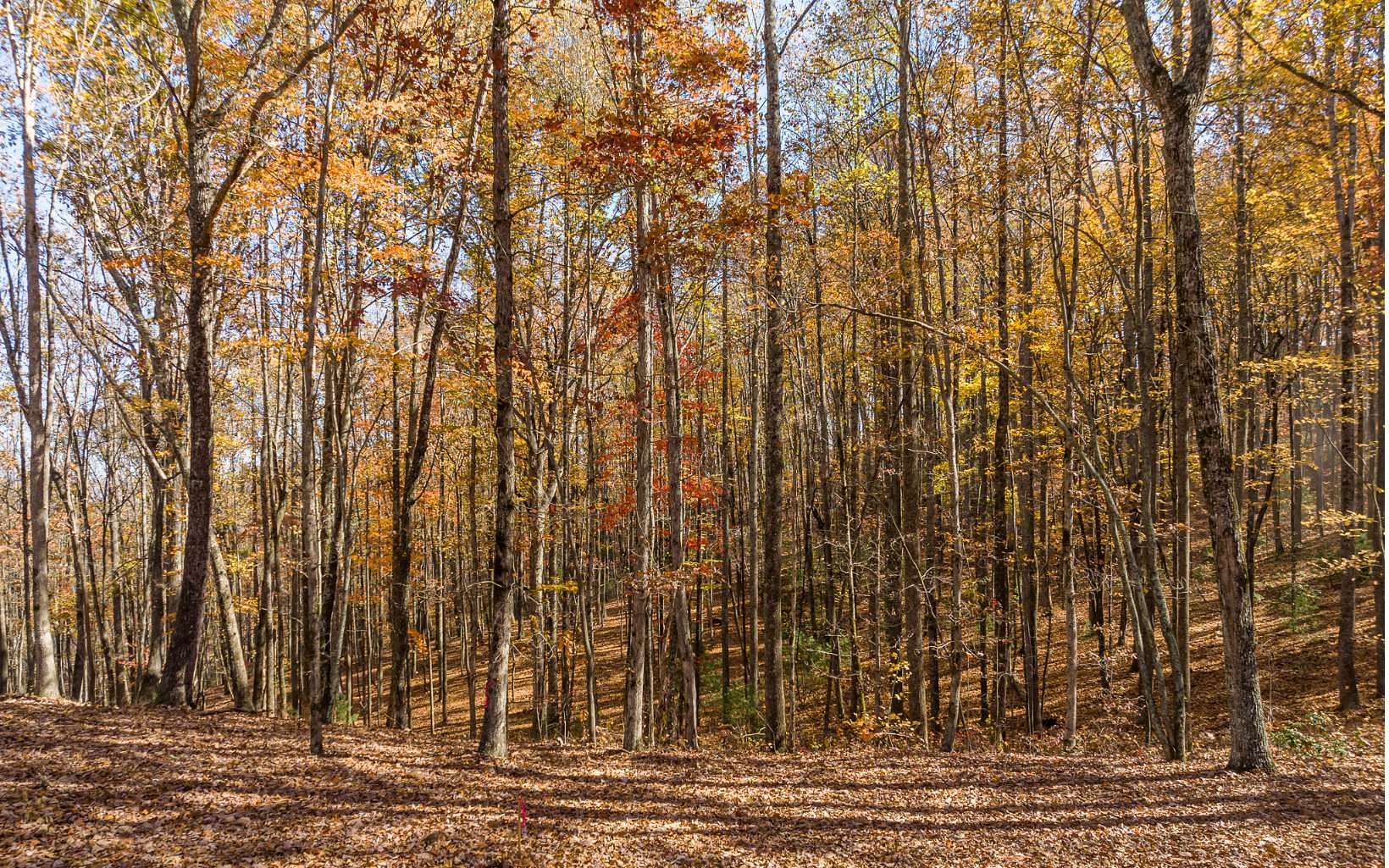 5 Acres of Land for Sale in Ellijay, Georgia