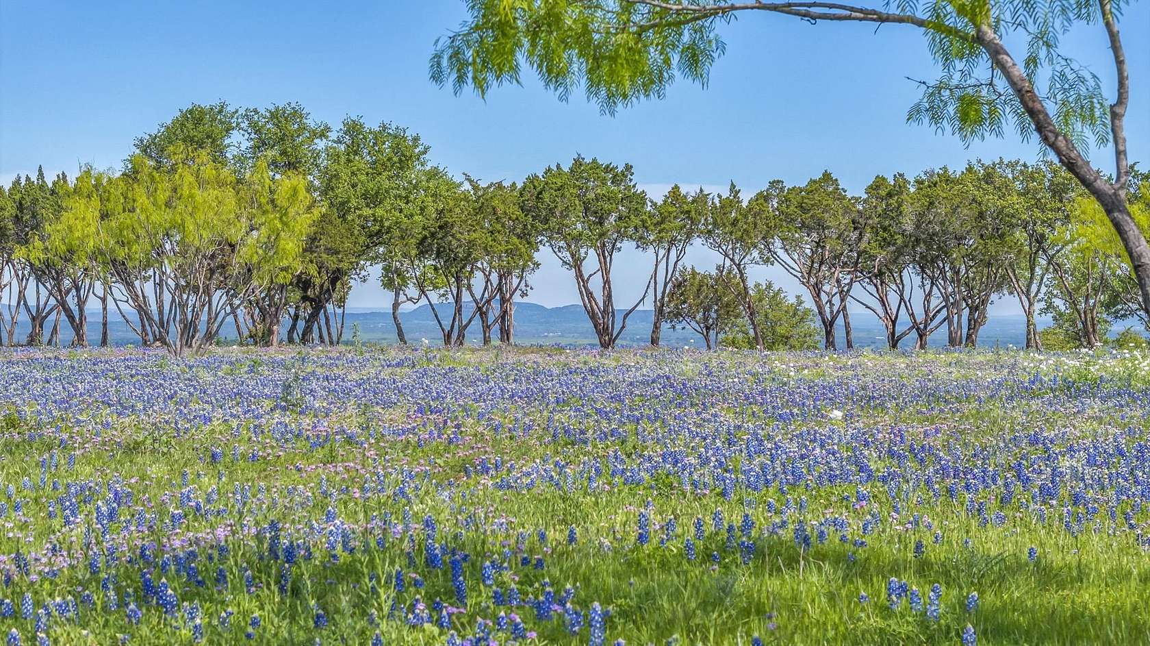 87.2 Acres of Agricultural Land for Sale in Round Mountain, Texas