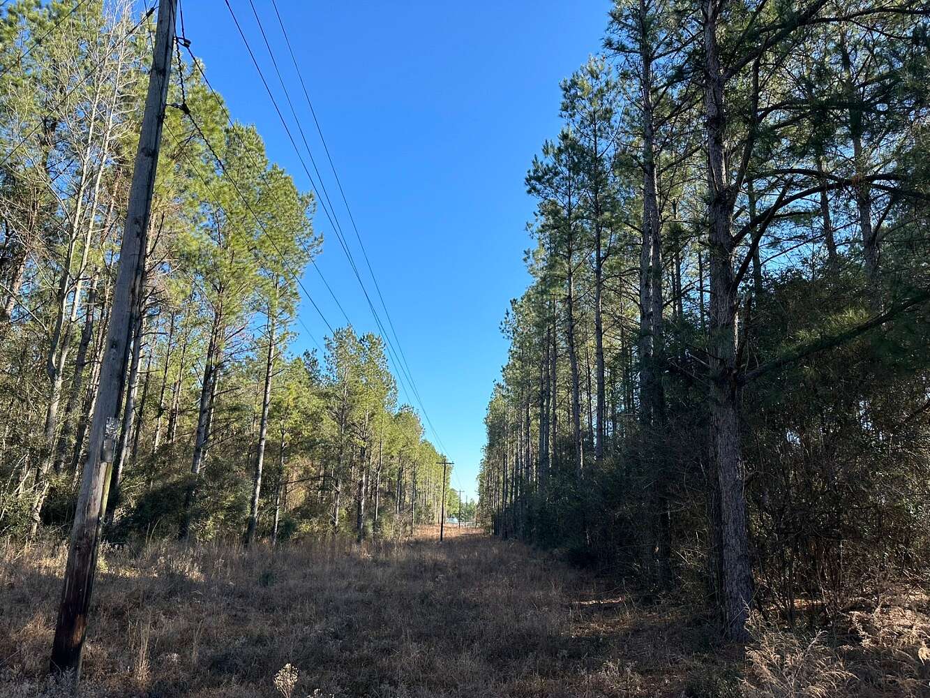 220 Acres of Land for Sale in Waynesboro, Mississippi