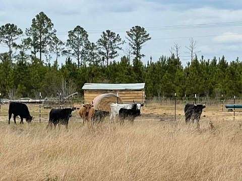15.9 Acres of Land for Sale in Jesup, Georgia