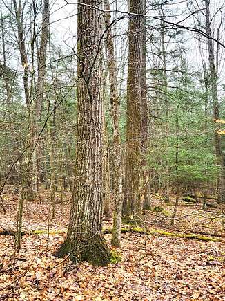 23.4 Acres of Recreational Land for Sale in Beaver Dams, New York
