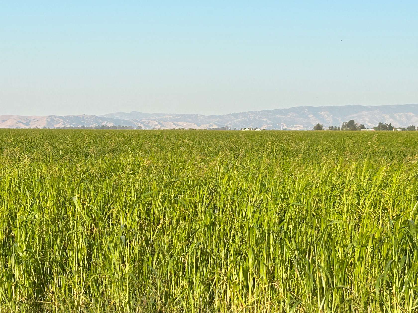 416 Acres of Agricultural Land for Sale in Dixon, California