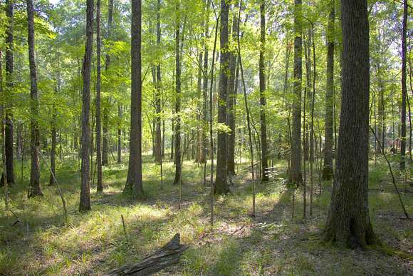 253.5 Acres of Recreational Land for Sale in Brownsville, Tennessee