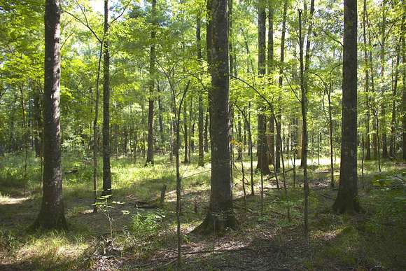 253.5 Acres of Recreational Land for Sale in Brownsville, Tennessee