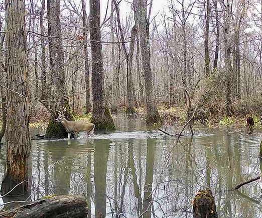 253.5 Acres of Recreational Land for Sale in Brownsville, Tennessee