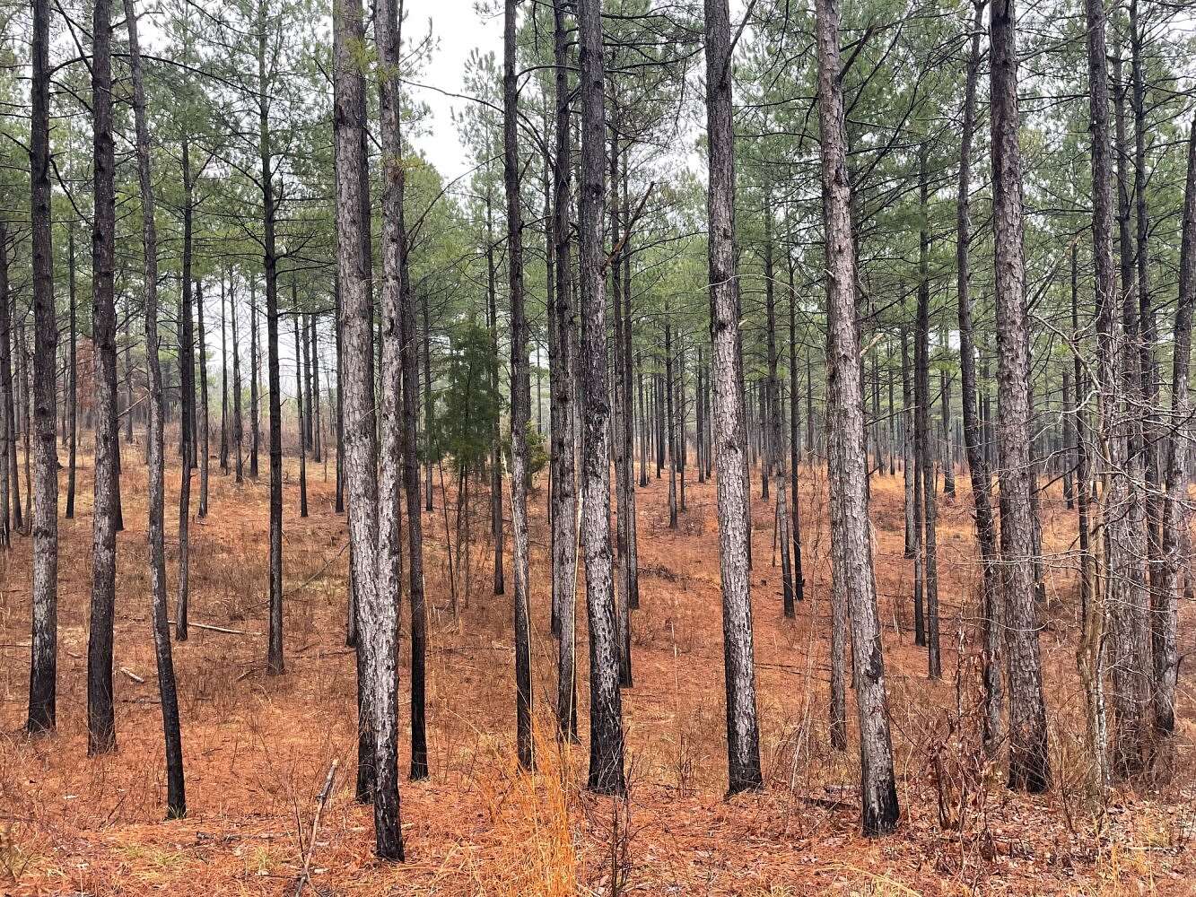 17 Acres of Land for Sale in Sulligent, Alabama
