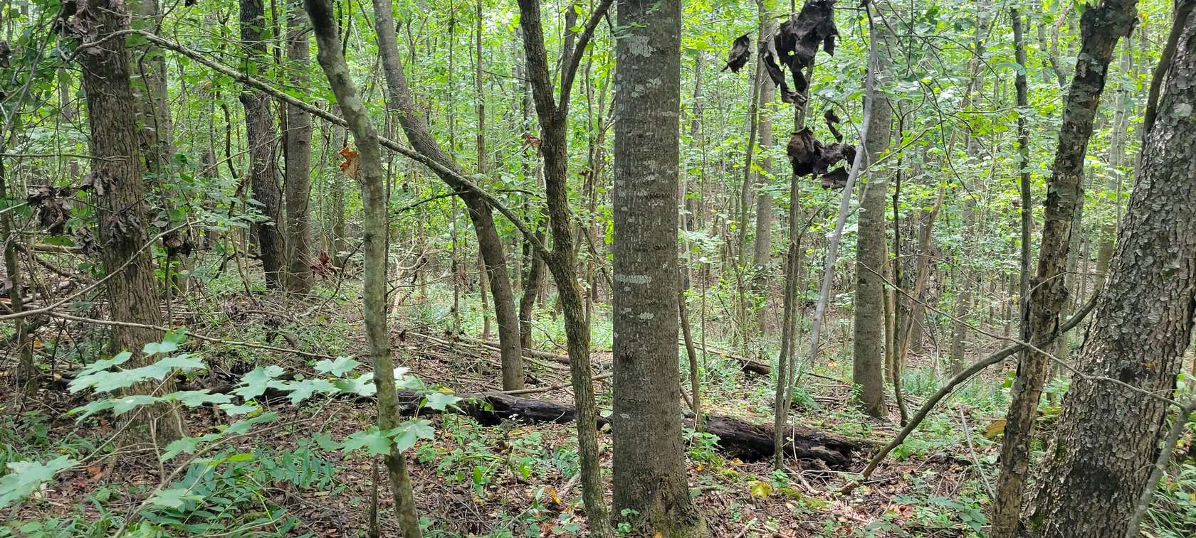 107 Acres of Recreational Land for Sale in Florence, Alabama