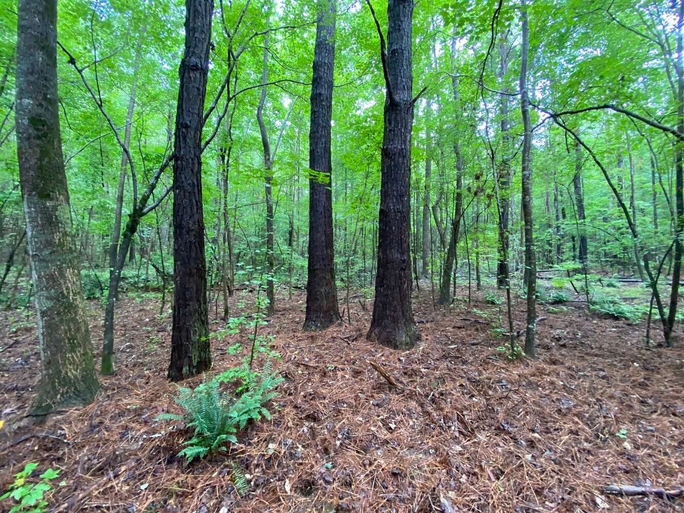 77 Acres of Recreational Land for Sale in Gordo, Alabama
