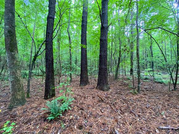77 Acres of Land for Sale in Gordo, Alabama