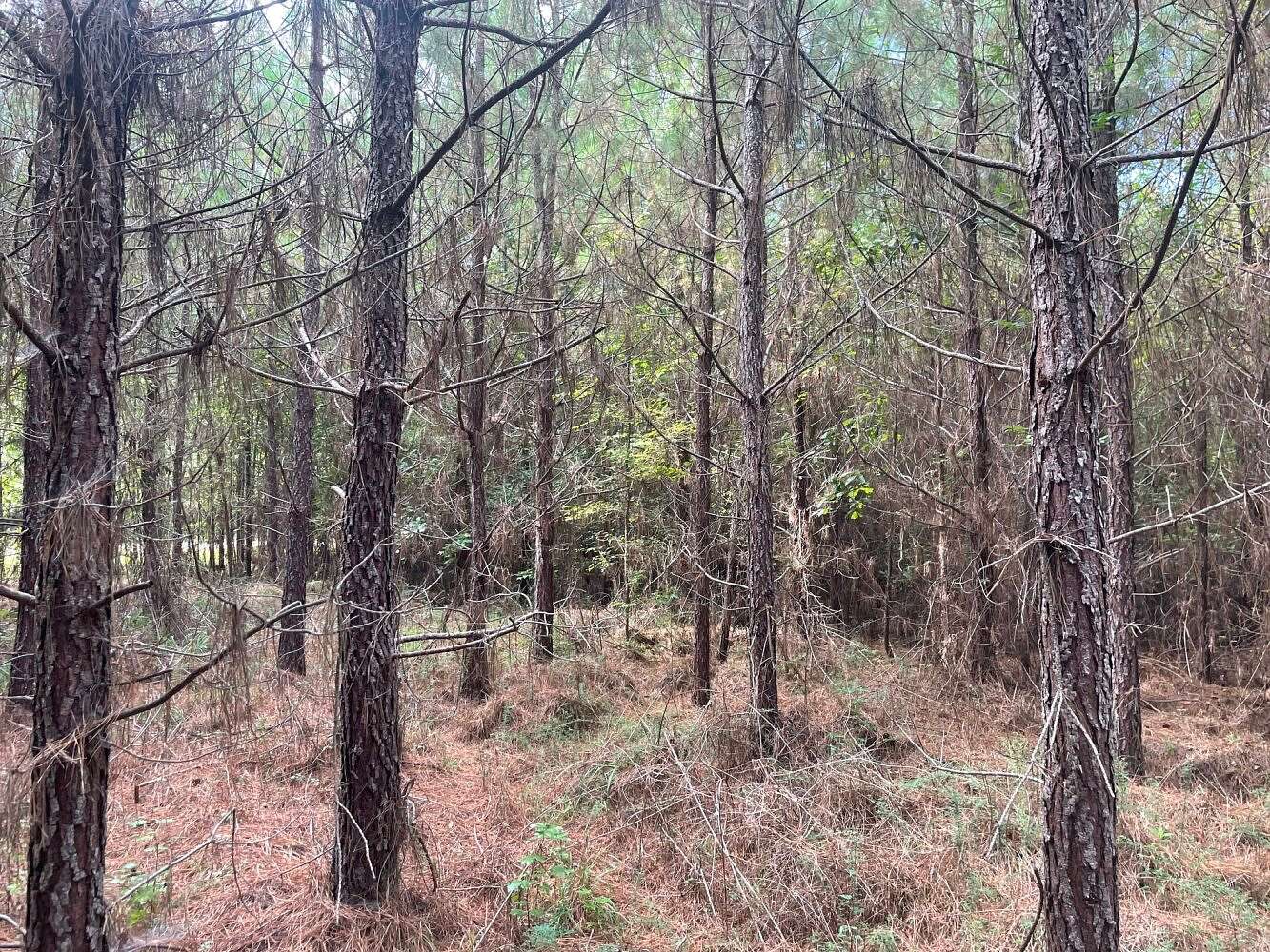 20 Acres of Land for Sale in Detroit, Alabama
