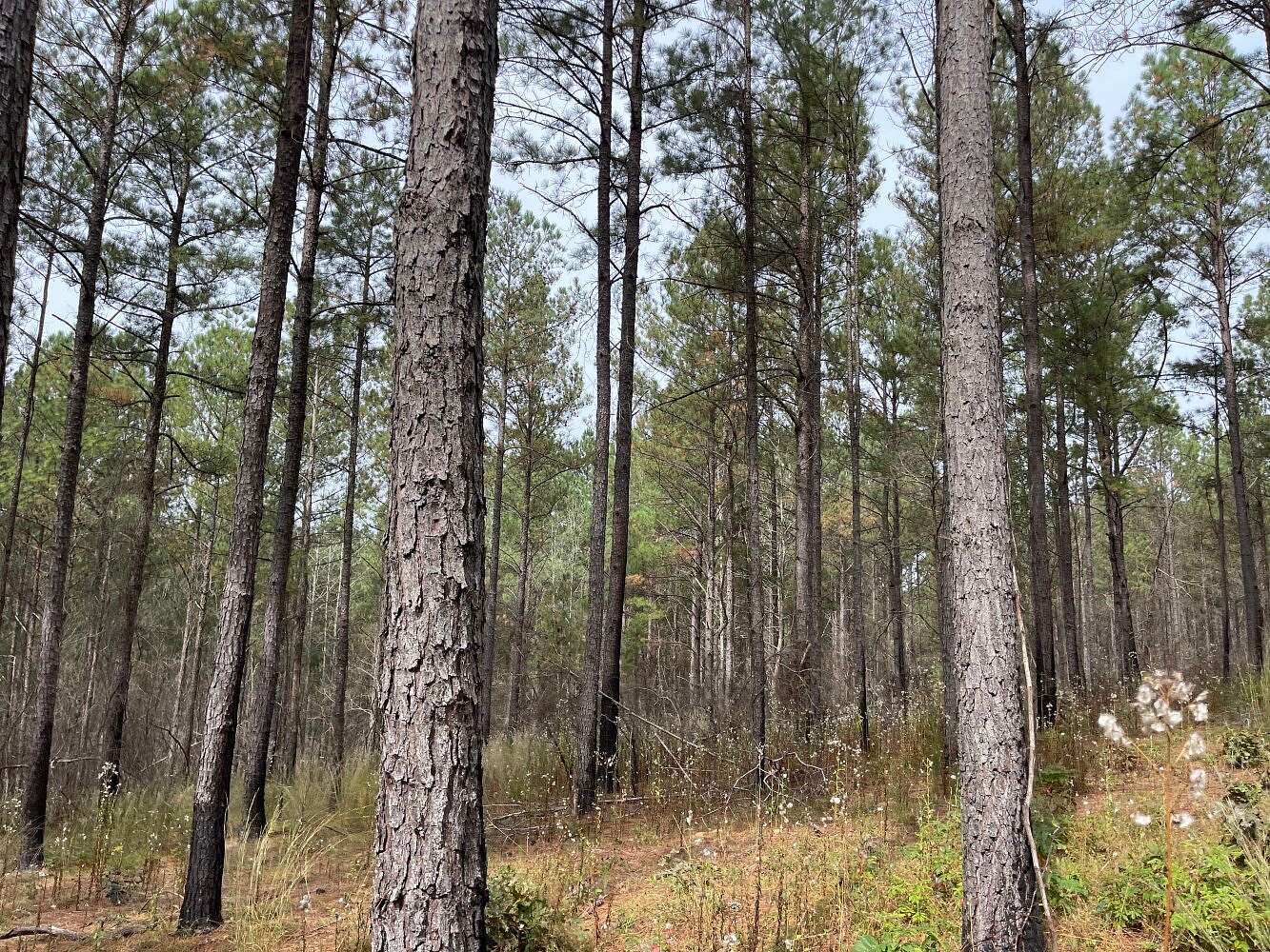 70 Acres of Land for Sale in Vernon, Alabama