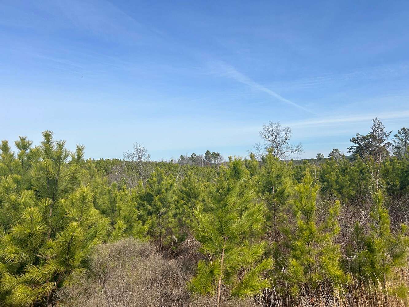 228 Acres of Recreational Land for Sale in Big Creek, Mississippi