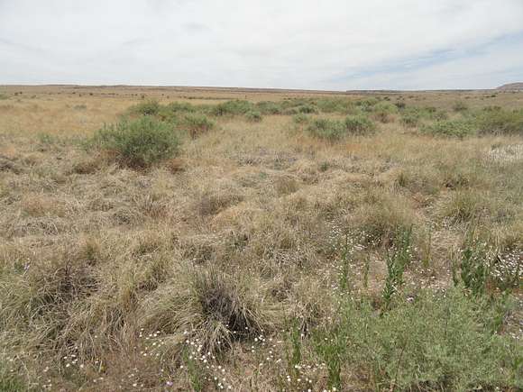 40 Acres of Land for Sale in Cañoncito, New Mexico