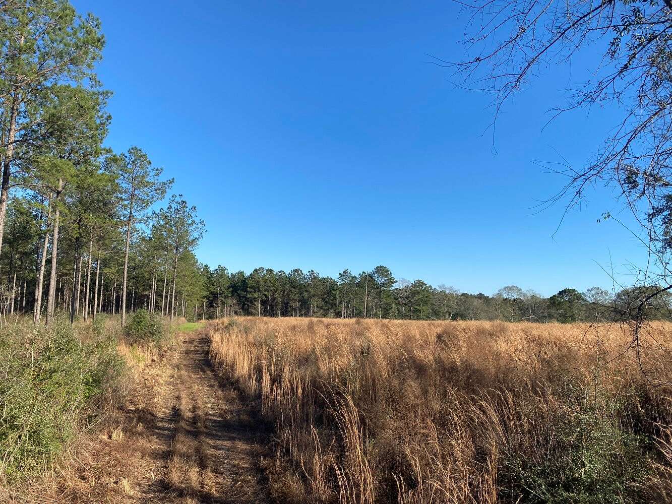 44 Acres of Agricultural Land for Sale in Sumrall, Mississippi