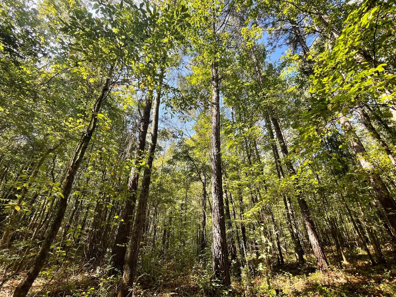 80 Acres of Recreational Land for Sale in Oneonta, Alabama