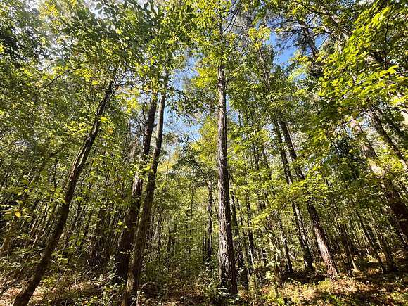 80 Acres of Recreational Land for Sale in Oneonta, Alabama