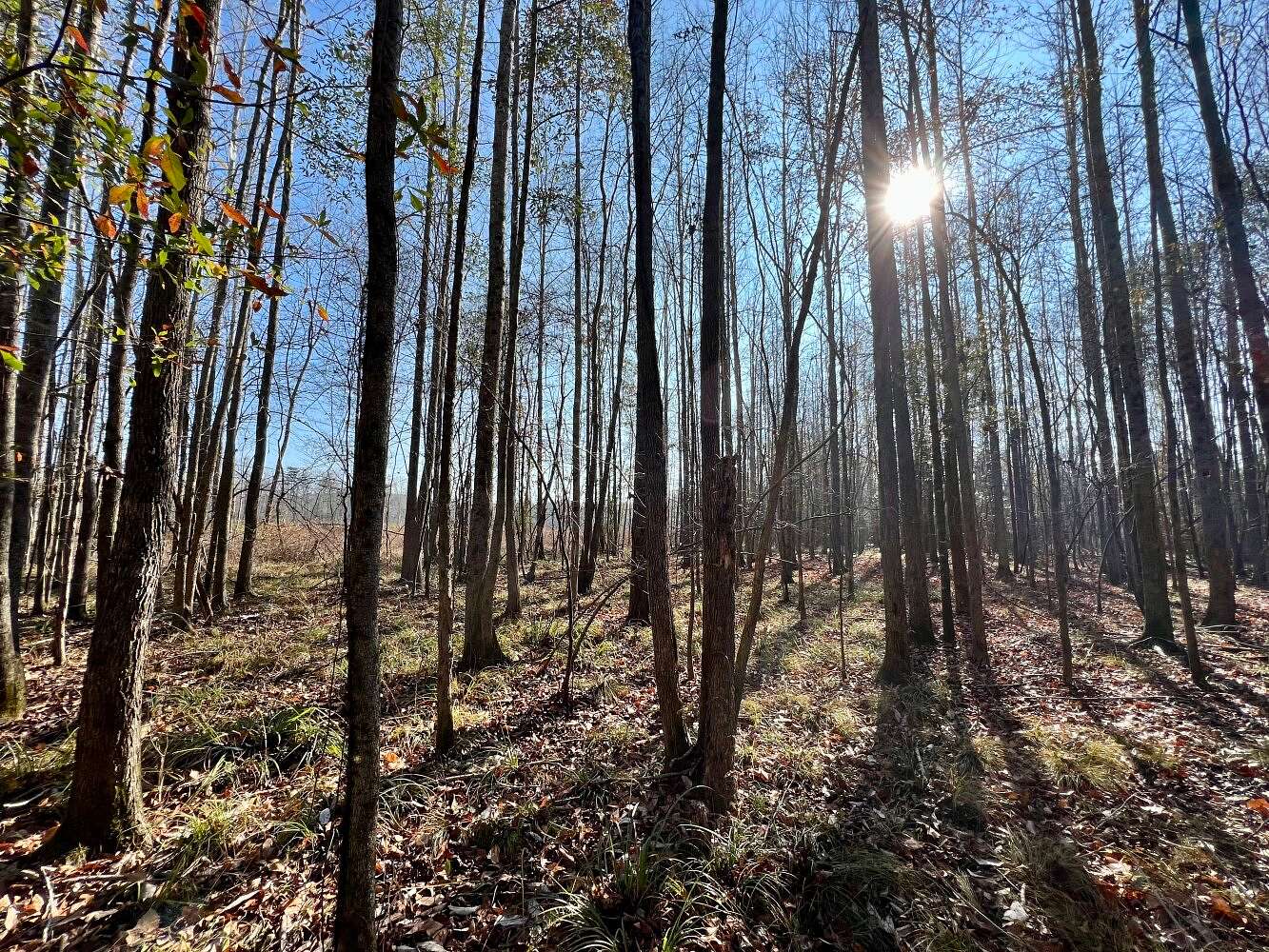 119 Acres of Recreational Land for Sale in Summerfield, Alabama