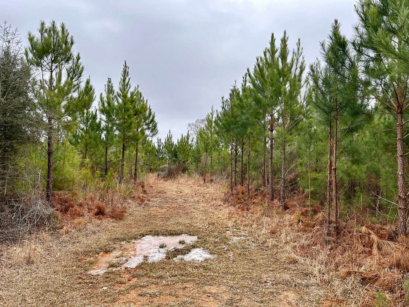 40 Acres of Recreational Land for Sale in Toxey, Alabama