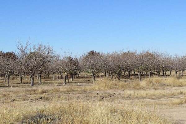 43 Acres of Land for Sale in San Simon, Arizona