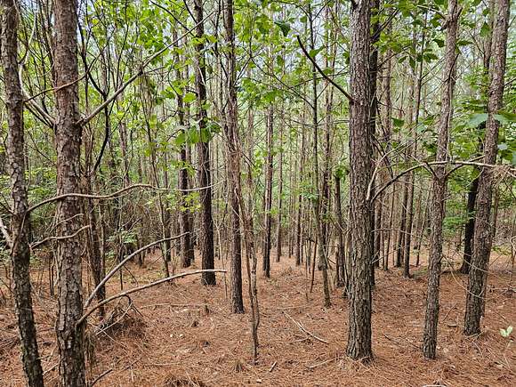 40 Acres of Recreational Land for Sale in Brilliant, Alabama