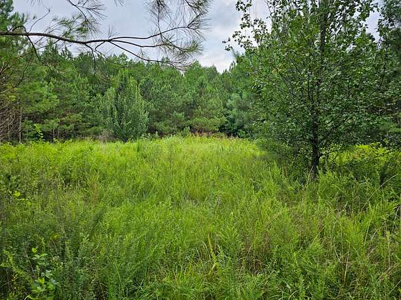 80 Acres of Recreational Land for Sale in Brilliant, Alabama