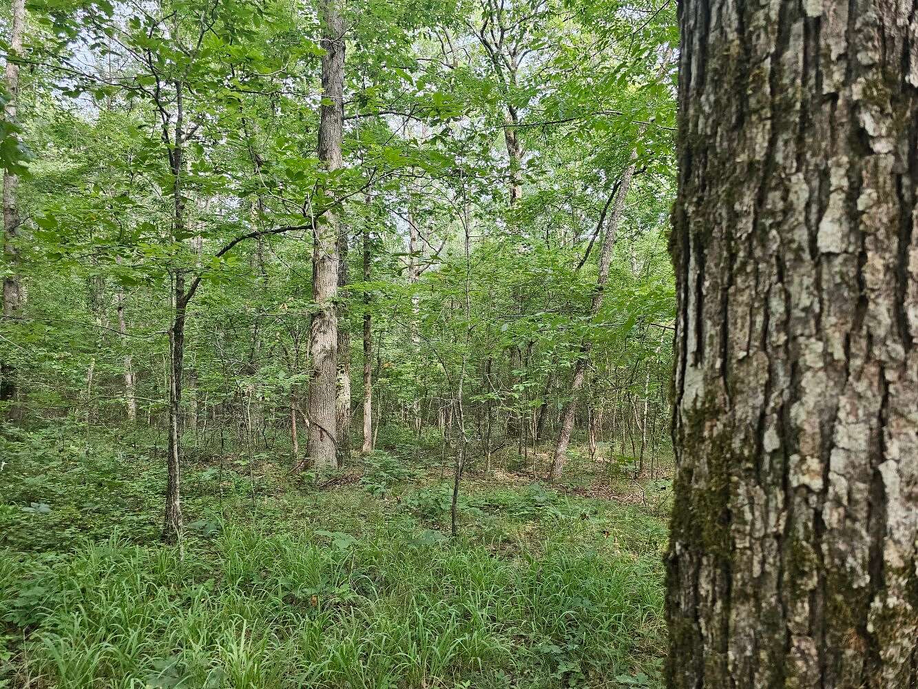 20 Acres of Recreational Land for Sale in Brilliant, Alabama