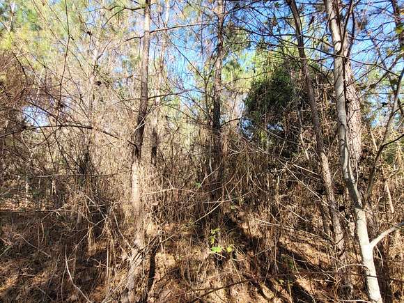 38 Acres of Recreational Land for Sale in Brilliant, Alabama