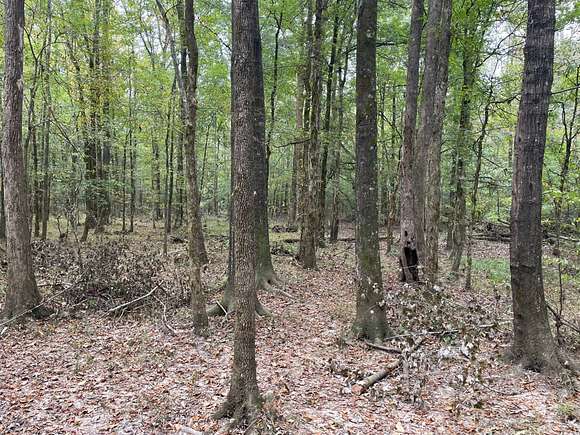 411 Acres of Land for Sale in Carthage, Mississippi