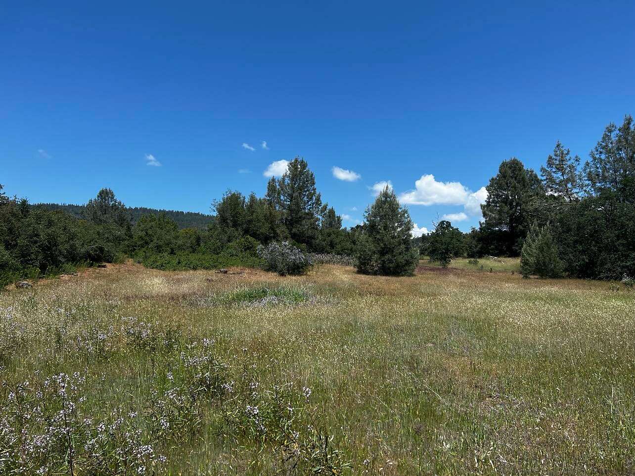 11.3 Acres of Land for Sale in Manton, California