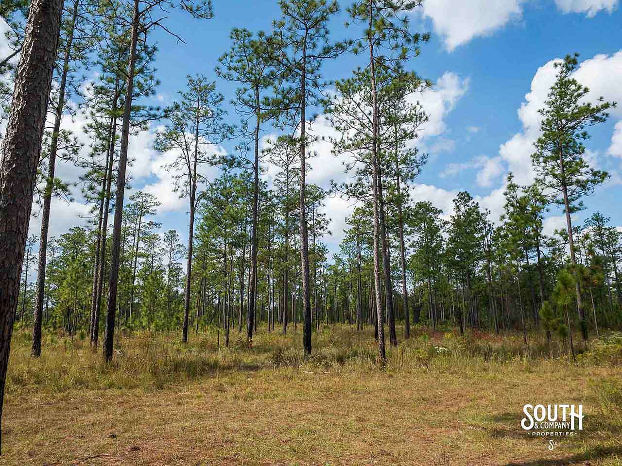 24 Acres of Recreational Land for Sale in Petal, Mississippi