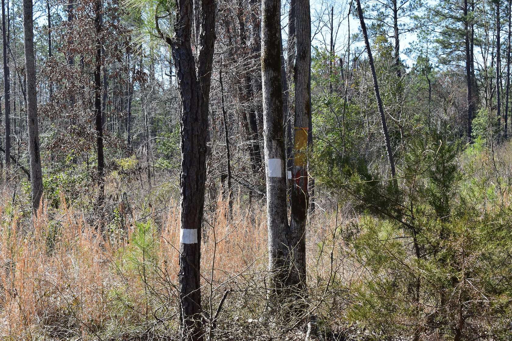 90 Acres of Recreational Land for Sale in Stephens, Arkansas