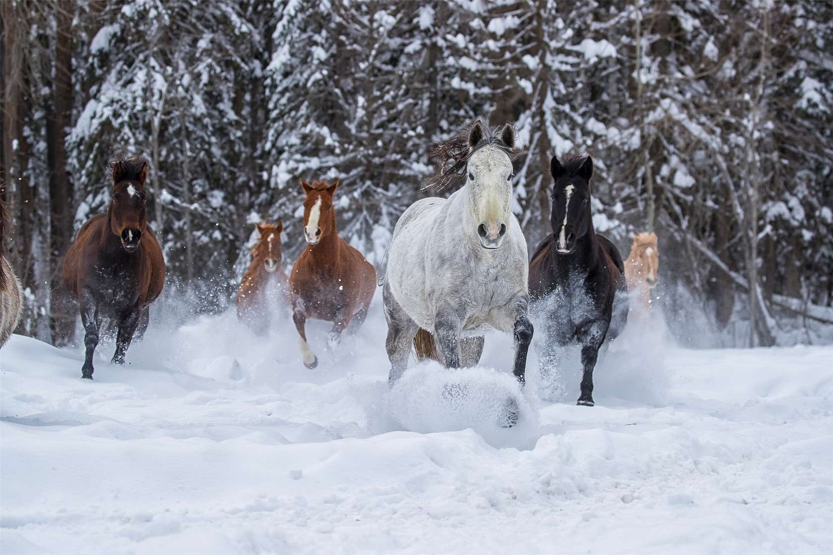 22.9 Acres of Improved Land for Sale in Whitefish, Montana