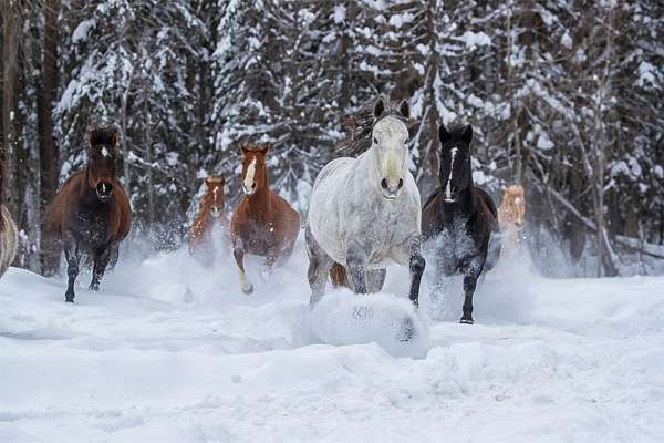 22.9 Acres of Improved Land for Sale in Whitefish, Montana