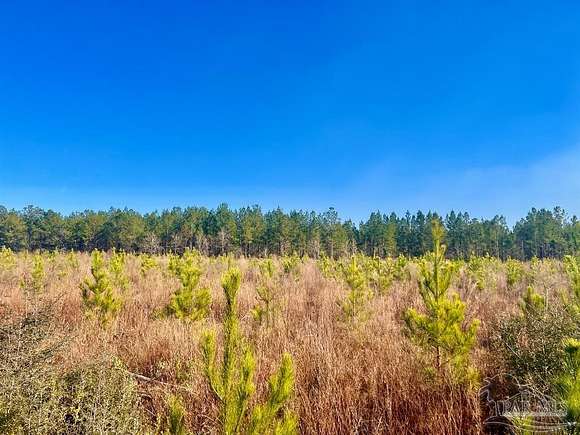 15 Acres of Land for Sale in Jay, Florida