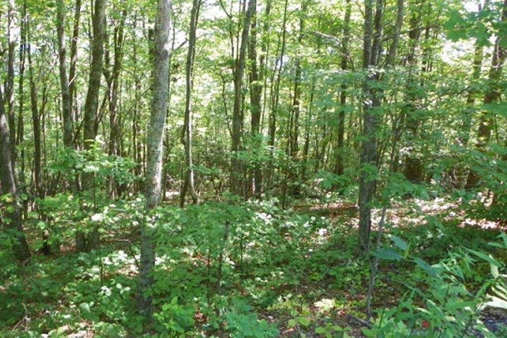 2 Acres of Residential Land for Sale in Abingdon, Virginia