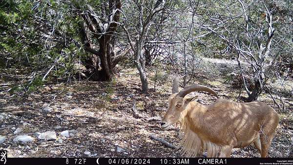 68.3 Acres of Recreational Land for Sale in Rocksprings, Texas